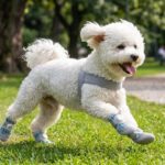 A white Bichon Frise dog running dynamically across green park grass wearing denim blue dial-system dog shoes.