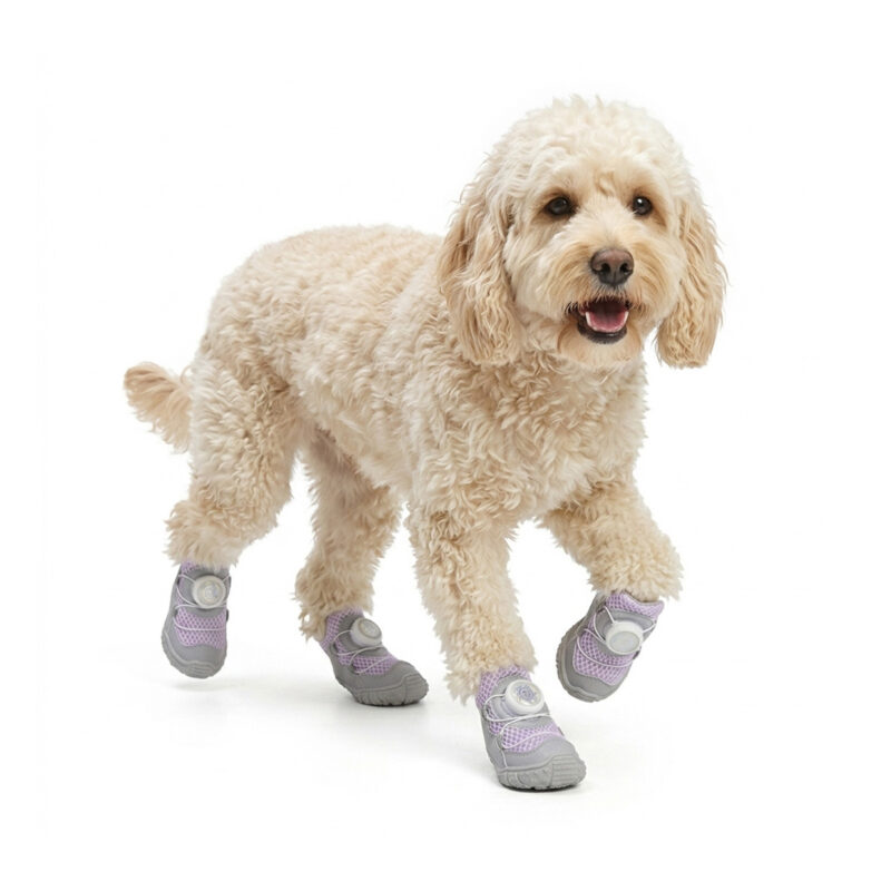 A curly-coated brown dog pacing forward wearing pastel lavender adjustable rotary buckle dog shoes.