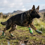 A German Shepherd dog in full sprint across a wet muddy grass field wearing green all terrain hiking shoes for dogs.