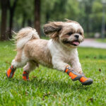 A small Shih Tzu dog sprinting fast on green lawn grass wearing orange zippered all-weather waterproof dog shoes.