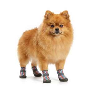 A fluffy orange Pomeranian standing wearing smile checker blue and orange anti-slip rubber sole paw protectors.