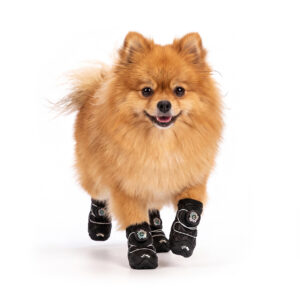 Stealth Black Anti-Slip Snow Walking Dog Shoes on Pomeranian A fluffy orange Pomeranian dog running forward on a white background wearing stealth black anti-slip snow walking dog shoes.