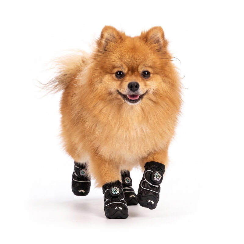Stealth Black Anti-Slip Snow Walking Dog Shoes on Pomeranian A fluffy orange Pomeranian dog running forward on a white background wearing stealth black anti-slip snow walking dog shoes.