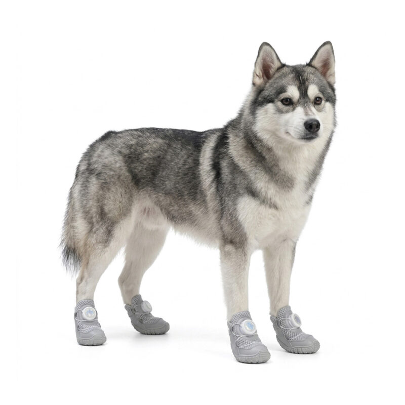 A Pomsky dog standing while wearing silver gray breathable dial-fit dog shoes with rotary buckle locks.
