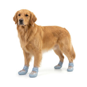 Blue Breathable Mesh Dog Shoes on Golden Retriever A golden Golden Retriever standing wearing blue breathable mesh dog shoes with double reflective straps.