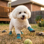 A fluffy white Bichon Frise running with one paw raised on backyard grass wearing ocean teal breathable mesh shoes.