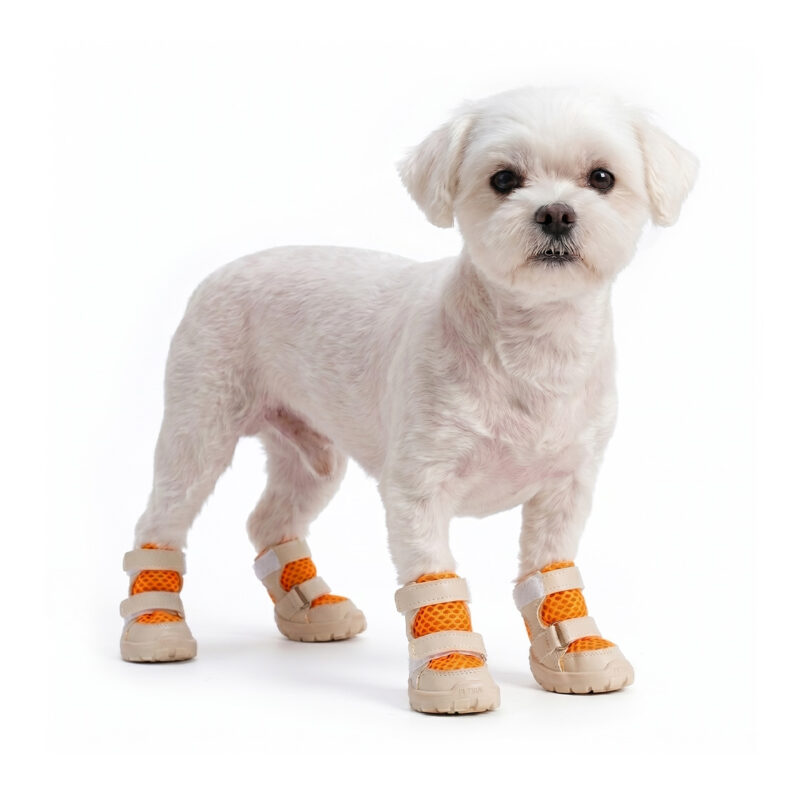 A white Maltese dog standing on a white background wearing tangerine orange breathable soft-sole dog shoes.