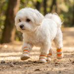 A small white Maltese dog pacing along a gravel park path wearing tangerine orange breathable soft-sole dog shoes.