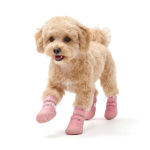 Pink Cute Printed Waterproof Dog Shoes on Poodle A small cream Toy Poodle moving forward dynamically on a white background wearing blush pink cute printed dog shoes.
