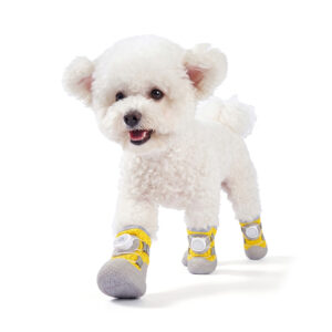 A small white Bichon Frise dog walking forward on a white background wearing lemon yellow dial-system dog shoes.