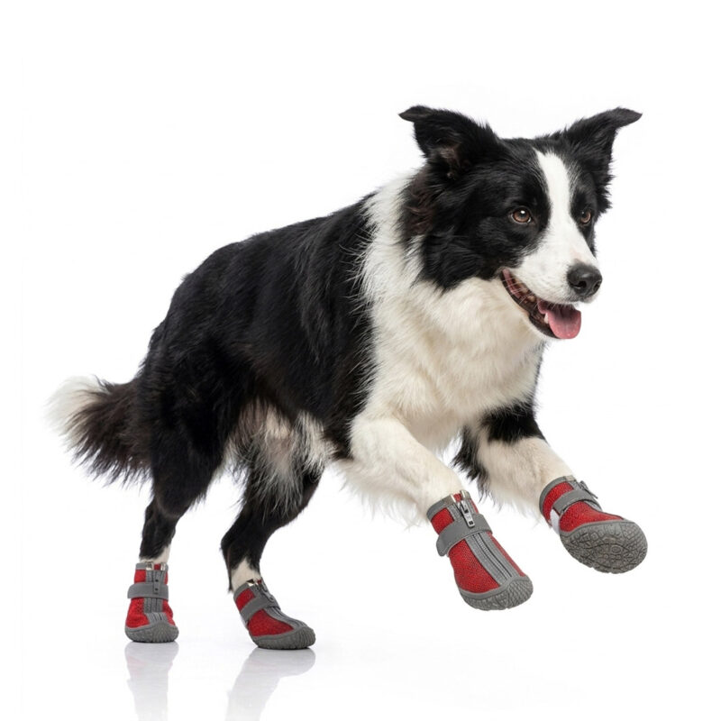 High-Performance Athletic Dog Shoes in Action An active Border Collie running mid-air while wearing secure red dog shoes with zipper and straps.