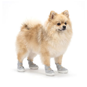 Gray Double-Strap Breathable Mesh Sandals on Pomeranian A small fluffy Pomeranian standing comfortably while wearing slate gray double-strap breathable mesh dog sandals.