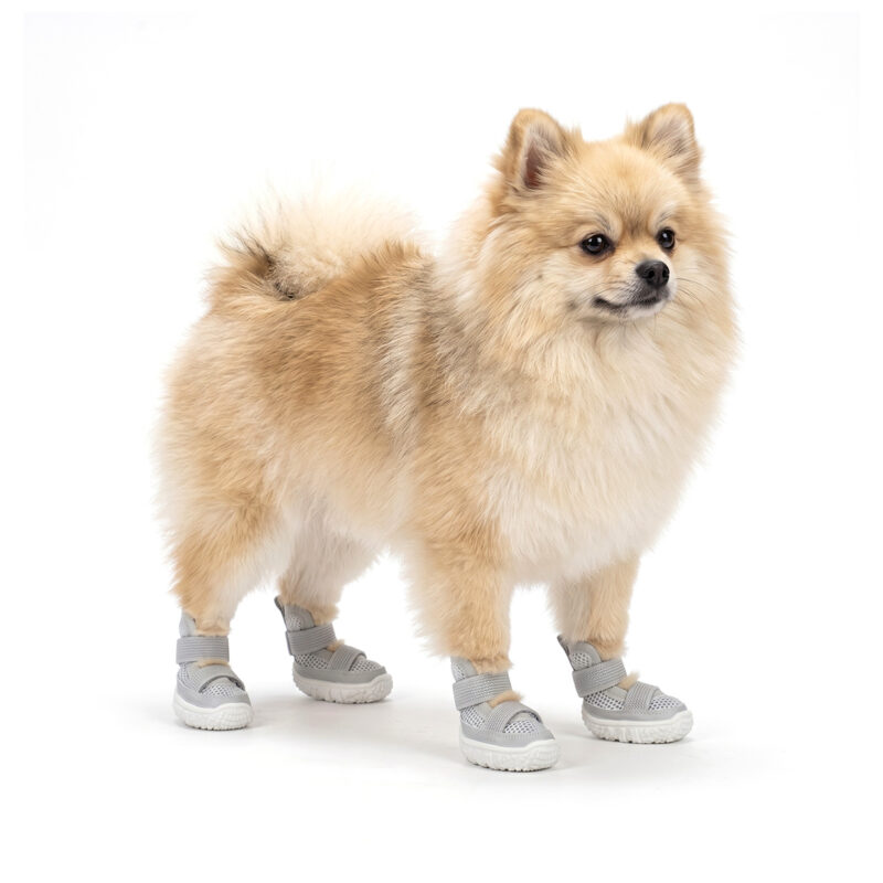 Gray Double-Strap Breathable Mesh Sandals on Pomeranian A small fluffy Pomeranian standing comfortably while wearing slate gray double-strap breathable mesh dog sandals.