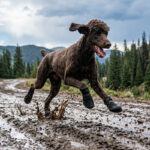 A dark brown standard Poodle galloping fast down a wet muddy mountain road trail wearing black waterproof boots.
