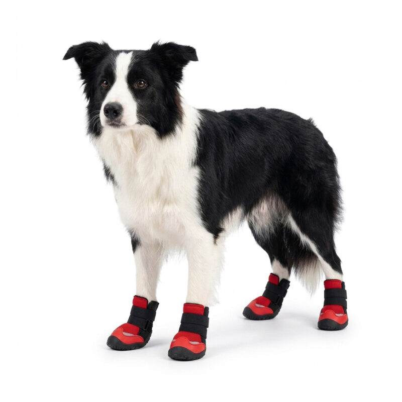 Red Double-Straps Secure Fit Pet Shoes A black and white Border Collie standing while wearing red double-straps secure fit pet shoes with supportive black cuffs.