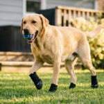 A yellow Labrador Retriever fetching a ball on a house backyard lawn wearing black double-straps secure fit pet shoes.