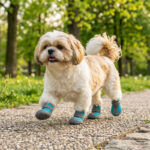A small Shih Tzu walking comfortably along a park path wearing teal easy-on-off small dog shoes.