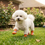 A small white Bichon Frise dog walking happily on green backyard lawn grass wearing blue and orange checker print boots.