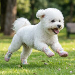 A small white Bichon Frise dog galloping fast across green park grass wearing unicorn pink glow-in-the-dark dog shoes.