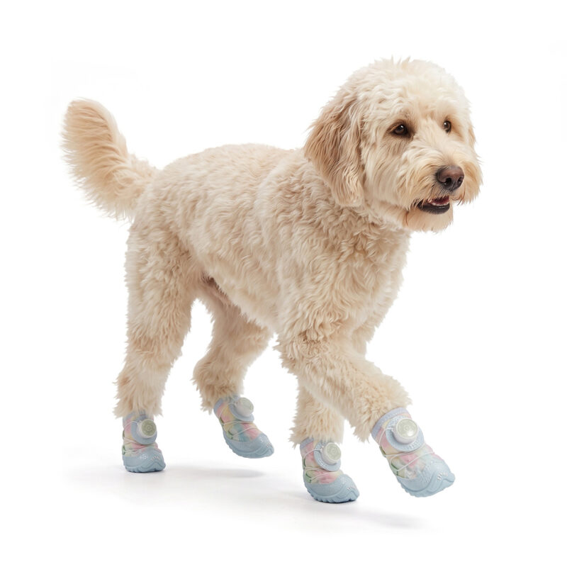 A cream Goldendoodle moving forward on a white background wearing macaron blue glow-in-the-dark dog shoes.