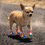 A small tan Chihuahua pacing across an intensely sunny asphalt road wearing orange hot pavement breathable dog shoes.