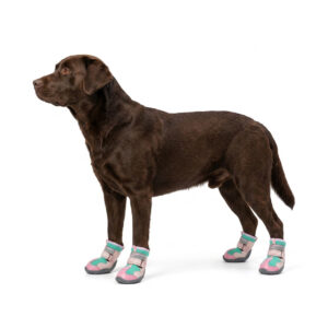 Pink Hot Pavement Breathable Dog Shoes A dark brown Labrador Retriever standing wearing pink and teal hot pavement breathable dog shoes.