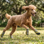 An active apricot Standard Poodle leaping mid-air while running on green grass wearing yellow tiger stripe hybrid mesh zipper dog shoes.