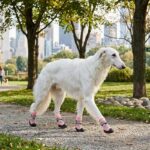 A large white Borzoi walking along a stone pathway in Central Park wearing pink lightweight summer dog shoes.