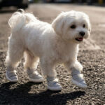 A small white Maltese dog pacing confidently across a sunlit street asphalt pavement wearing light gray mesh dog shoes.