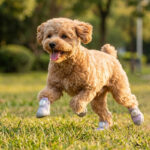 A small brown curly-coated dog sprinting dynamically over lush park grass wearing purple mesh dog shoes.