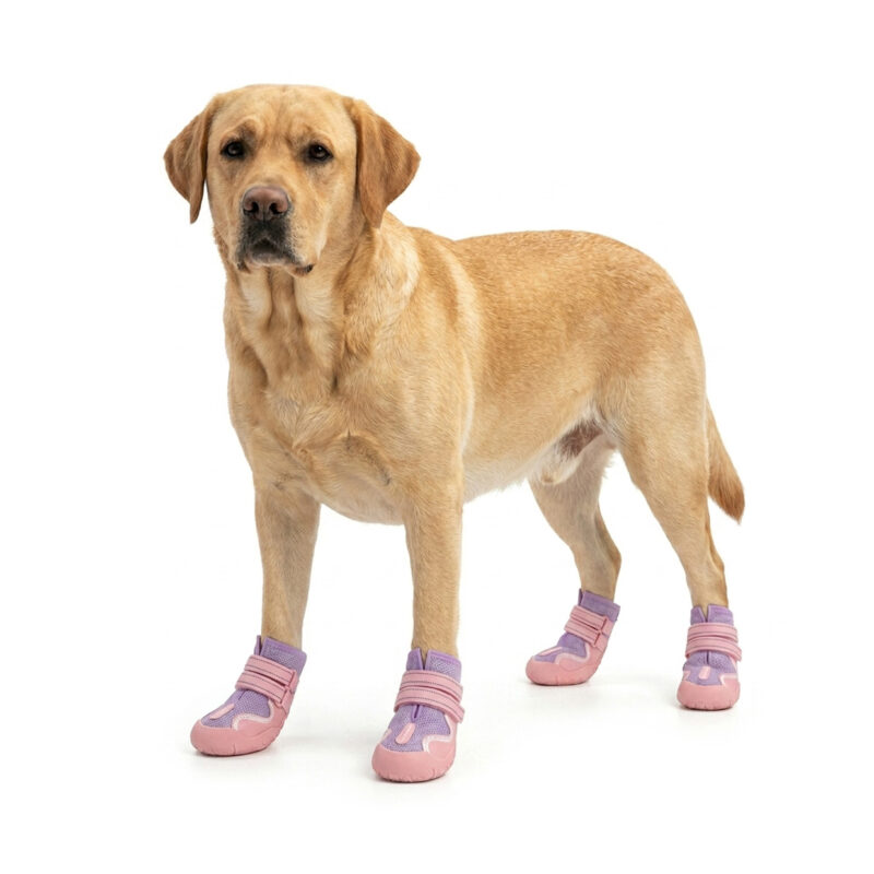 Pink Mesh Hot Pavement Dog Shoes on Labrador A yellow Labrador Retriever standing wearing pink mesh dog shoes for hot pavement to protect paws from heat.
