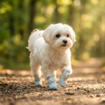 A small white Maltese dog walking calmly down a dirt forest pathway wearing macaron blue night safety walking dog shoes.