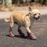 A small tan Chihuahua pacing confidently across sunlit asphalt wearing red outdoor dog shoes for hot pavement.