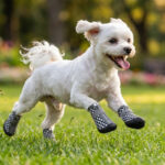 A small white dog leaping forward dynamically over green park grass wearing retro checker printed waterproof dog shoes.