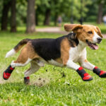 An active Beagle dog sprinting fast across a green grass field wearing red protective double-strap dog shoes.