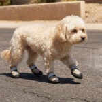 A small tan curly-coated dog pacing confidently across a sunlit street wearing khaki protective mesh shoes for dogs.