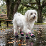 A small white Maltese dog walking through water puddles on a rainy park path wearing pink rainy day waterproof pet shoes.