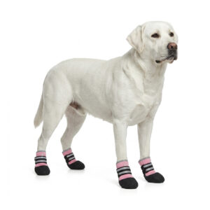 Pink Rainy Day Waterproof Pet Shoes A light yellow Labrador Retriever standing wearing pink rainy day waterproof pet shoes featuring raised rubber outsoles.