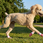 An elegant cream standard Poodle galloping across a grass lawn wearing cute pink reflective breathable dog shoes.