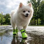 A fluffy white Pomeranian dog walking down a wet park pavement walkway wearing lime green reflective fleece lined dog shoes.