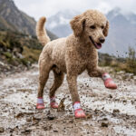 A tan standard Poodle galloping enthusiastically down a wet, muddy mountain road path wearing red checker boots.