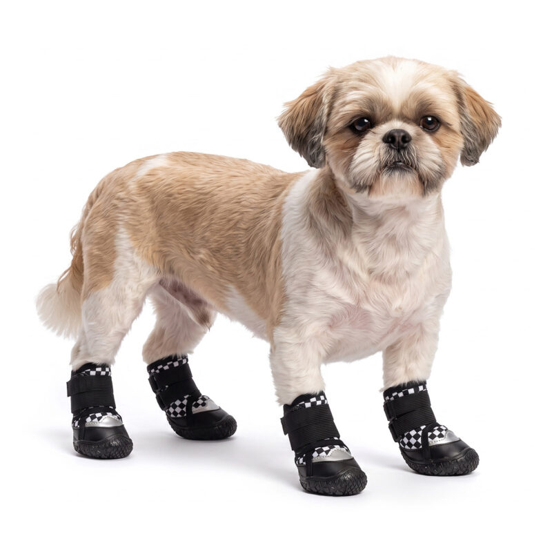 Retro Checker Reflective Waterproof Dog Shoes on Shih Tzu A small tan and white Shih Tzu dog standing wearing retro checker reflective waterproof dog shoes with black straps.