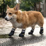 A Pembroke Welsh Corgi pacing down a wet city asphalt street after rainfall wearing black reflective waterproof pet shoes.