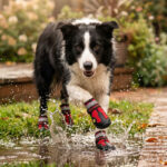 A black and white Border Collie splashing through a mud puddle in a garden yard wearing red snow walking shoes for dogs.