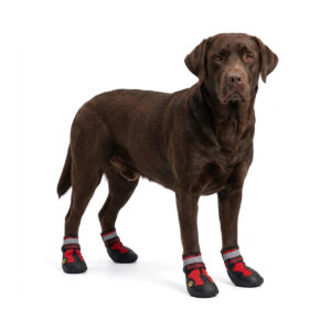 Red Snow Walking Shoes For Dogs A brown chocolate Labrador Retriever standing wearing red and black snow walking shoes for dogs with reflective bands.
