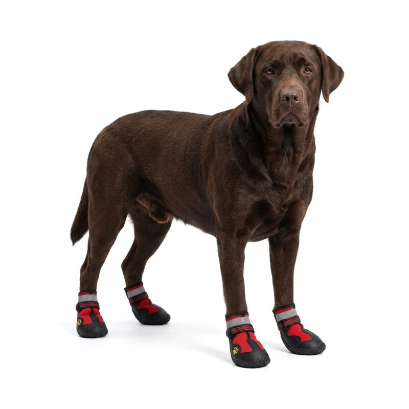 Red Snow Walking Shoes For Dogs A brown chocolate Labrador Retriever standing wearing red and black snow walking shoes for dogs with reflective bands.