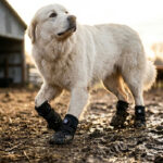 A large white Kuvasz walking on a muddy farm path near a barn wearing black snug fit anti lost big dog shoes.