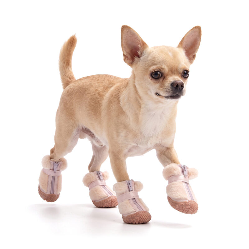 A tan short-haired Chihuahua dog walking wearing blush pink soft fleece walking small dog shoes with pink outsoles.