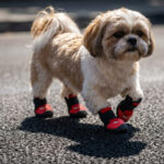 A small Shih Tzu dog walking confidently along a dark sun-baked asphalt road wearing red soft mesh dog shoes for hot pavement.