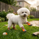 A white Bichon Frise dog playing on a suburban backyard lawn wearing orange soft shell winter dog shoes.
